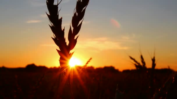 Пшеничные уши против заката солнца — стоковое видео